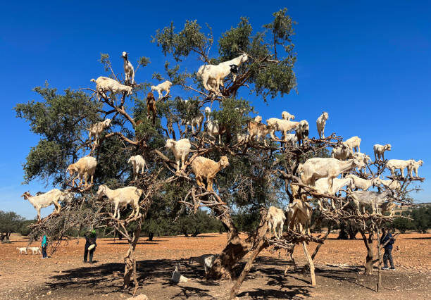 essaouira argan