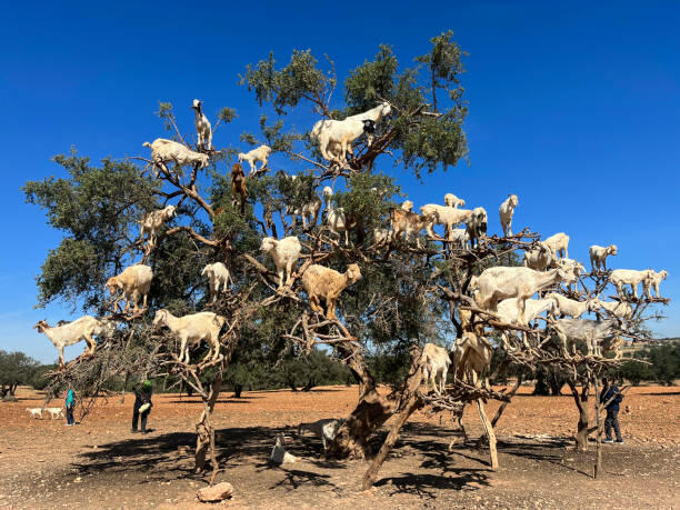 Review of Essaouira Day trip shared tour From Marrakech by Marta L